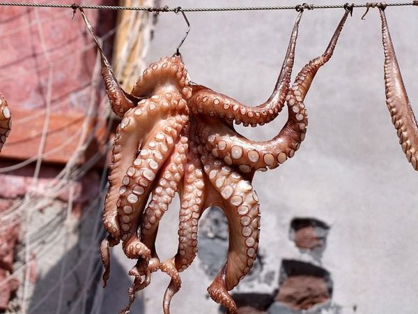 Calamars à l'américaine : Voici la recette